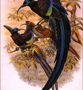 bs na William Hart Black Sickle Billed Bird Of Paradise