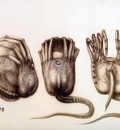 hr giger facehugger IV