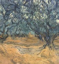 Olive Trees