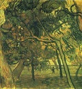 Study of Pine Trees