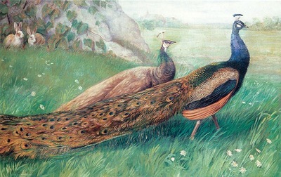 Alexander Pope The Peacocks