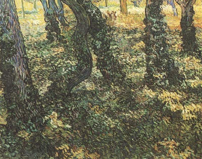 tree trunks with ivy, saint remy