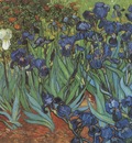 lilies, saint remy
