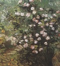rosebush in bloom, arles