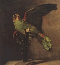 the green parrot, paris