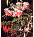 bs flo Johan Laurentz Jensen Rubrum Lilies And Fuschias
