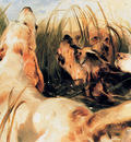 Landseer Edwin Otter dogs Sun