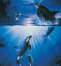 am Christian Riese Lassen Mystic Orcas