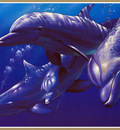 p Christian Lassen Dolphin Quest IXL
