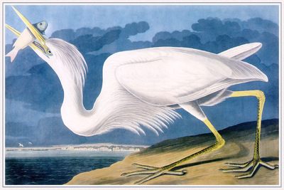 Audubon Great White Heron sj