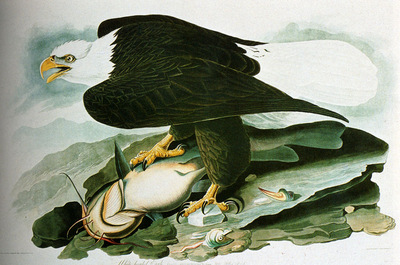 Audubon John James The Bald Headed Engle From Birds Of America