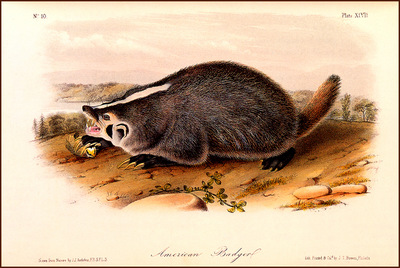 bs na Audubon American Badger