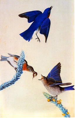 jja 0010 Eastern Bluebird 1820 1822 Louisiana sqs
