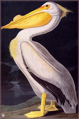 ma Audubon American White Pelican