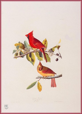 ma Audubon Cardinal