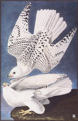 ma Audubon Falcon