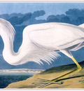 Audubon Great White Heron sj
