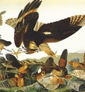 audubon bobwhite virginia partridge