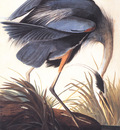 bs ahp John Audubon Great Blue Heron