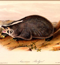 bs na Audubon American Badger