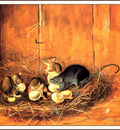 bs na Audubon Black Rats