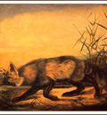 bs na Audubon Jackal Fox