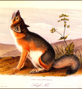 bs na Audubon Swift Fox