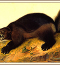 bs na Audubon Wolverine