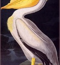 ma Audubon American White Pelican