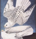 ma Audubon Falcon