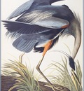 ma Audubon Great Blue Heron