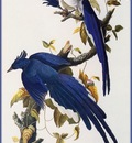 ma Audubon Jays