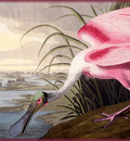 ma Audubon Rosate Spoonbill