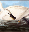 ma Audubon Trumpeter Swan