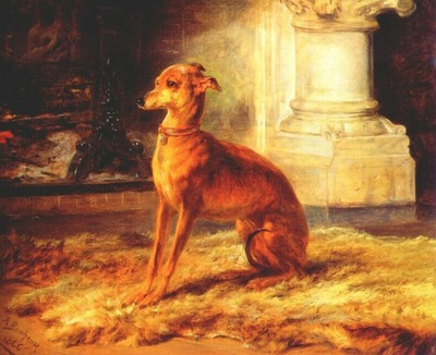 bonheur italian greyhound