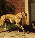 Cunaeus Conradyn A Greyhound And A Shepherd Dog