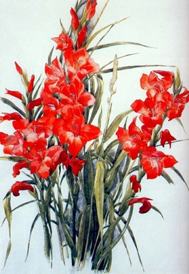 demuth gladiolus