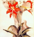 demuth amaryllis c1923