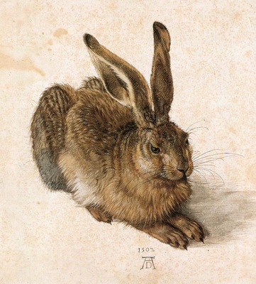 hare
