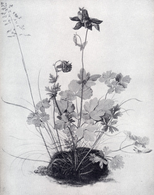 Durer The Piece Of Turf With The Columbine