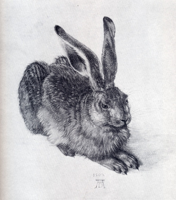Durer Young Hare