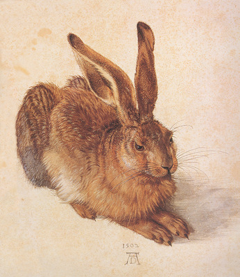 bs Albrecht Durer The Hare