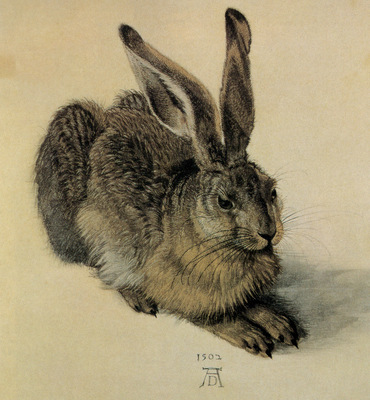 kb Durer Albrecht The Hare
