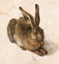 hare