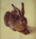 Albrecht Durer A Young Hare