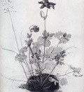Durer The Piece Of Turf With The Columbine