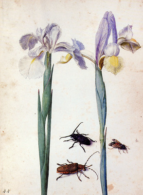 Flegel Georg Two irisses two bugs and a fly Sun