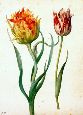 flegel two tulips 1627