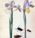 Flegel Georg Two irisses two bugs and a fly Sun