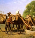 Camels at the Fountain